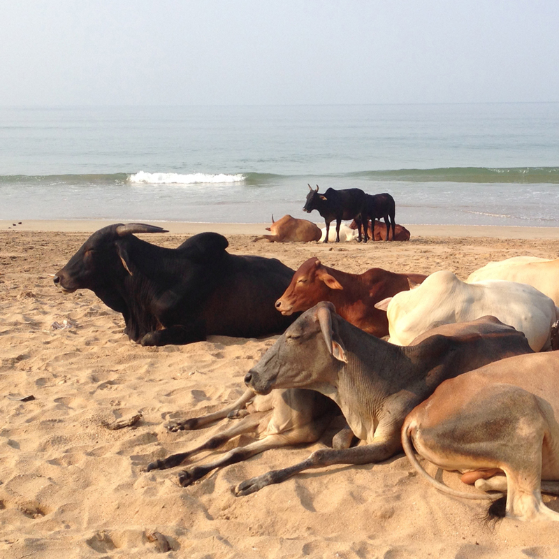 cows on the beach Goa